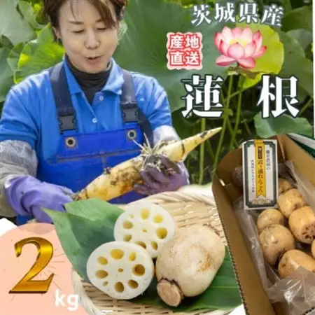 【茨城県産】掘りたてれんこん 計2kg【配送不可地域：離島・沖縄県】【1696244】