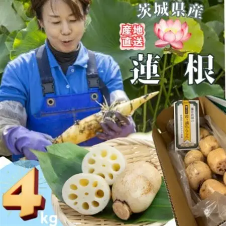 【茨城県産】掘りたて肉厚れんこん 計4kg【配送不可地域：離島・沖縄県】【1696247】