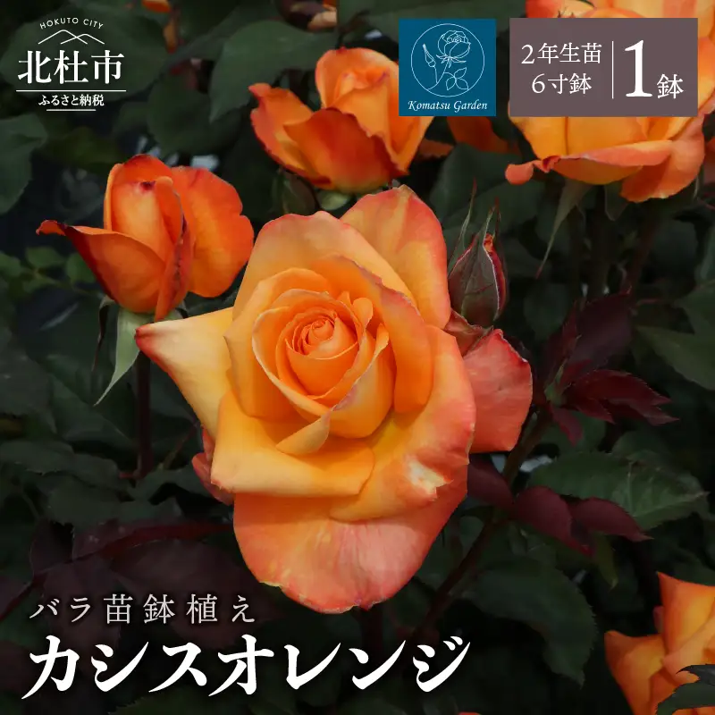 バラ苗鉢植え「カシスオレンジ」 [h190]