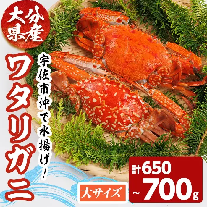 あおがざみ(計650g~700g・大サイズ) ワタリガニ　蟹 ボイル 海鮮 かに 冷凍 【101902000】【上野水産】