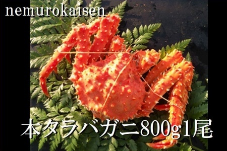 【北海道根室産】本タラバガニ800g前後×1尾 C-57059