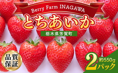 栃木県産いちご とちあいか 2パック入り（550g前後）｜果物 フルーツ 苺 イチゴ 朝採れ 新鮮 産地直送 栃木県 芳賀町《2026年12月下旬-2027年3月末頃出荷予定》
