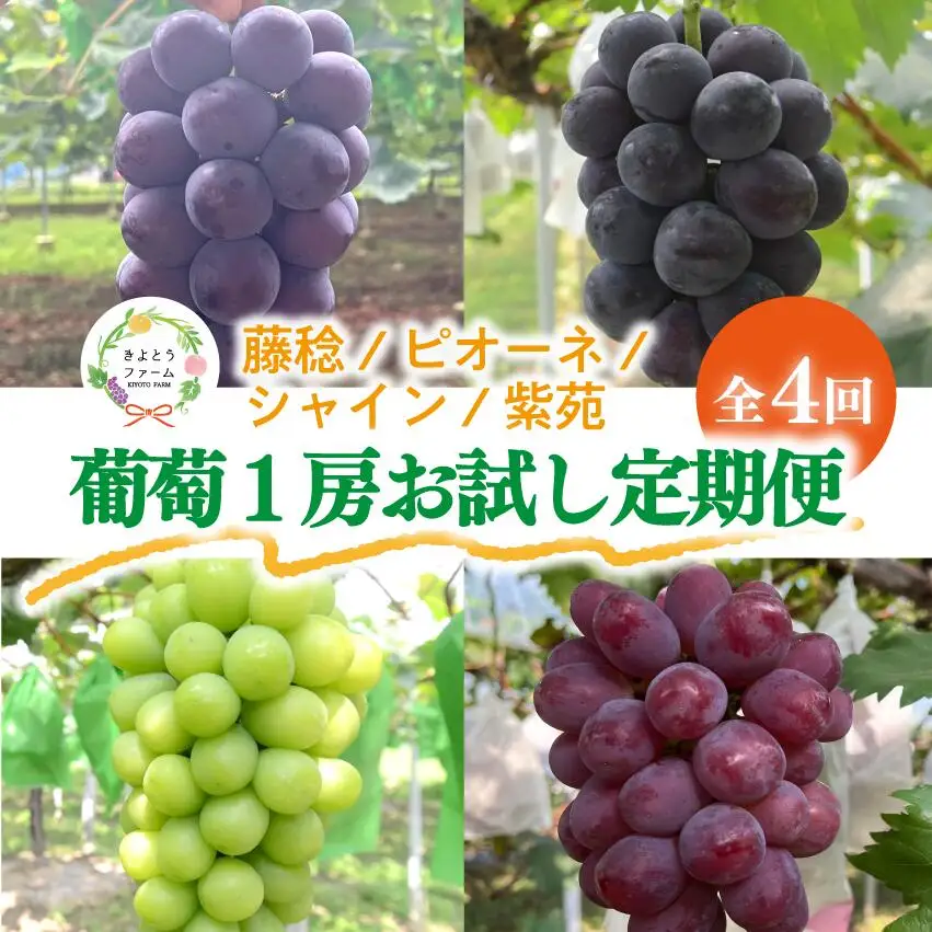 葡萄1房お試し４回便（ボッケーネ・ピオーネ・シャインマスカット・紫苑）(定期便) (岡山県産)【KF-T003-01】