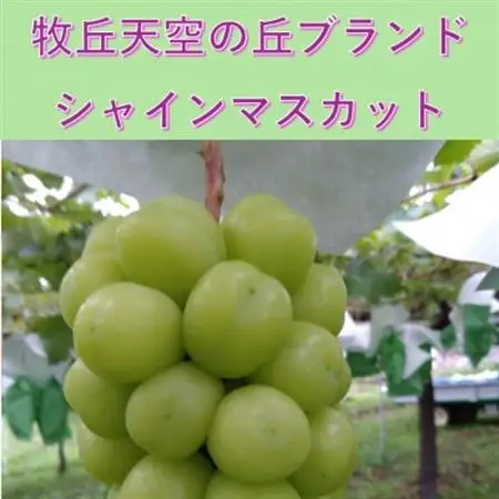 【2026年発送】10月中旬発送「牧丘天空の丘シャインマスカット」約1kg(2～3房)【配送不可地域：離島】【1691201】