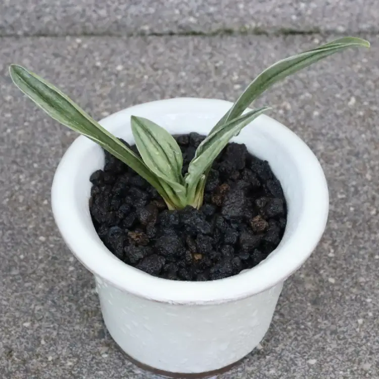 観葉植物 万年青 徳川家康公の縁起物 お祝い万年青