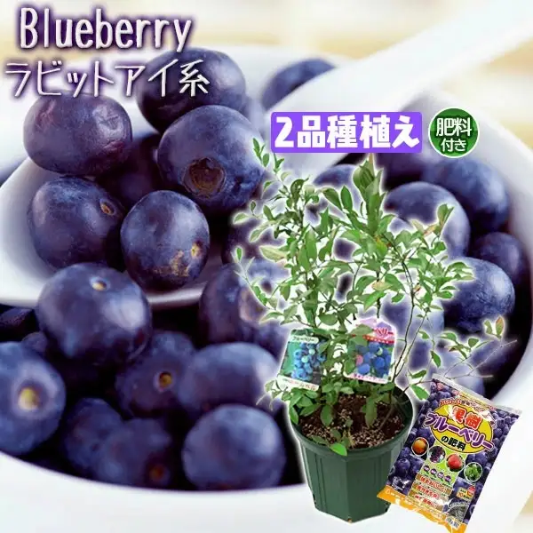 ブルーベリー 『 ラビットアイ系 2品種 植え 』 8号スリット鉢 【 ブルーベリーの肥料セット】【 ガーデニング 家庭菜園 園芸 初夏 夏 花壇 庭 鉢 玄関 プランター 寄せ植え おうち時間 趣味 ベランダ 土っ子倶楽部 プレゼント ギフト 】【価格改定】