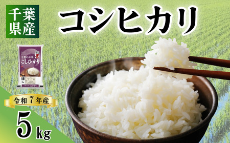 コシヒカリ 5kg 令和7年産 コシヒカリ