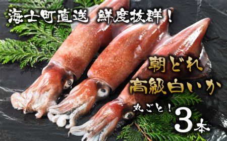 白イカ 朝どれ 丸ごと3本 イカ