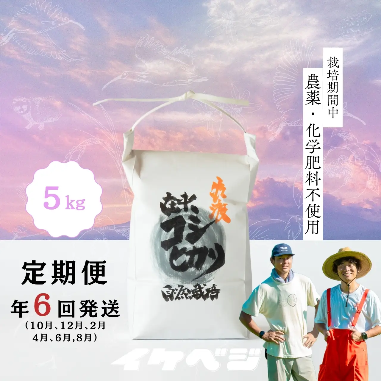 コシヒカリ 玄米 5kg 5回 定期便| 新潟県 佐渡市 コシヒカリ