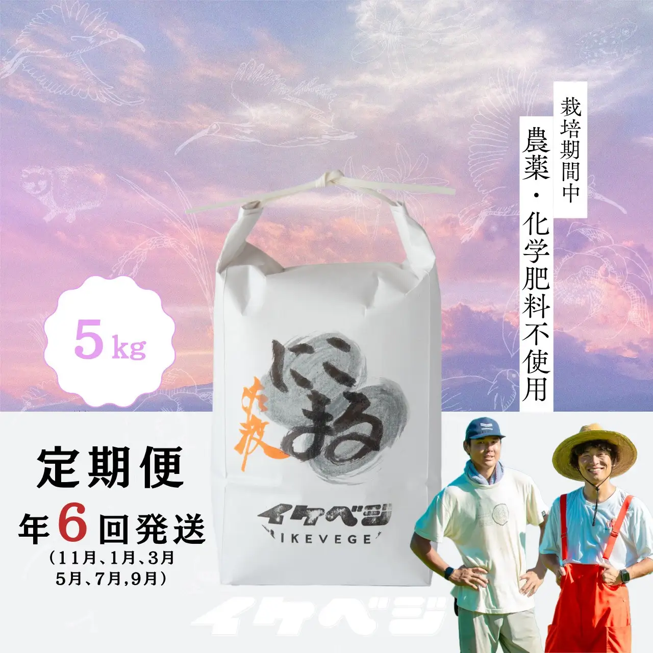 にこまる 白米 定期便 5kg 全5回 | 新潟県 佐渡市にこまる 米