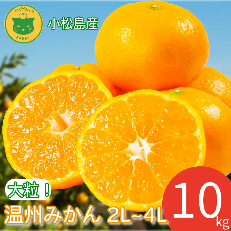 【2026年11月発送】みかん 大玉 温州みかん 10kg 2L~4Lサイズ くだもの 蜜柑 ミカン 小松島市