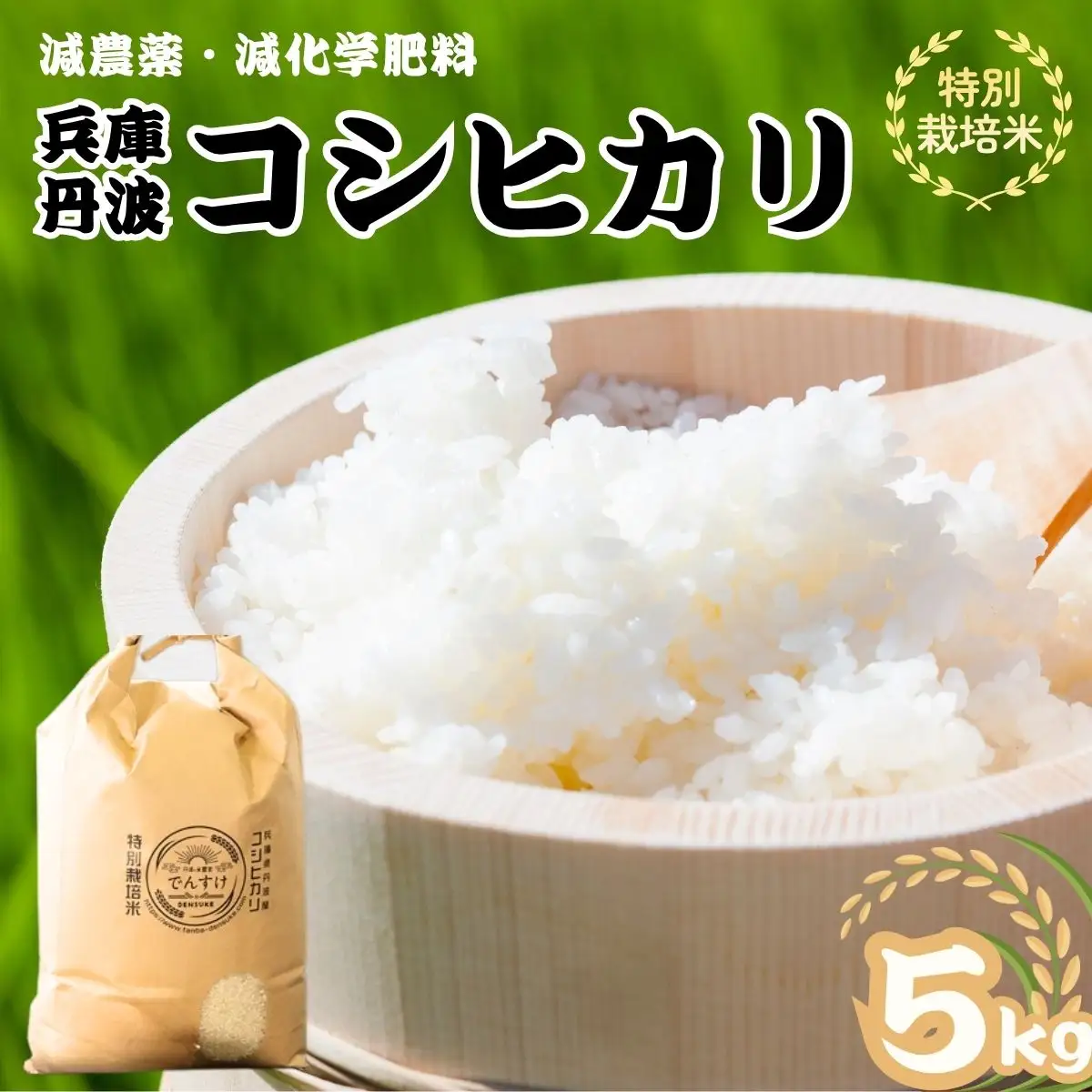 特別栽培米 丹波コシヒカリ 5kg 〈丹波市産〉〈精米仕立て〉 白米 コシヒカリ
