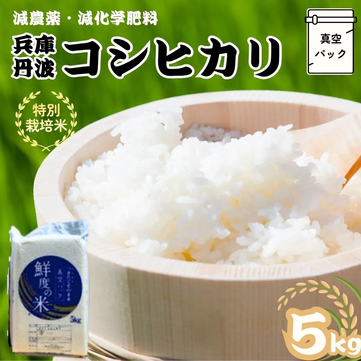 特別栽培米 丹波コシヒカリ 真空パック 5kg 〈丹波市産〉〈精米仕立て〉 白米 コシヒカリ