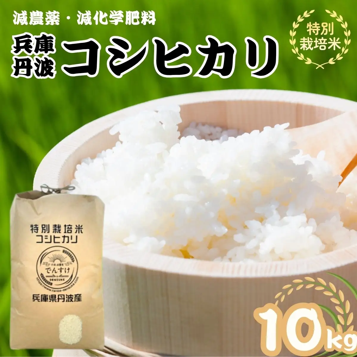 特別栽培米 丹波コシヒカリ 10kg 〈丹波市産〉〈精米仕立て〉 白米 コシヒカリ
