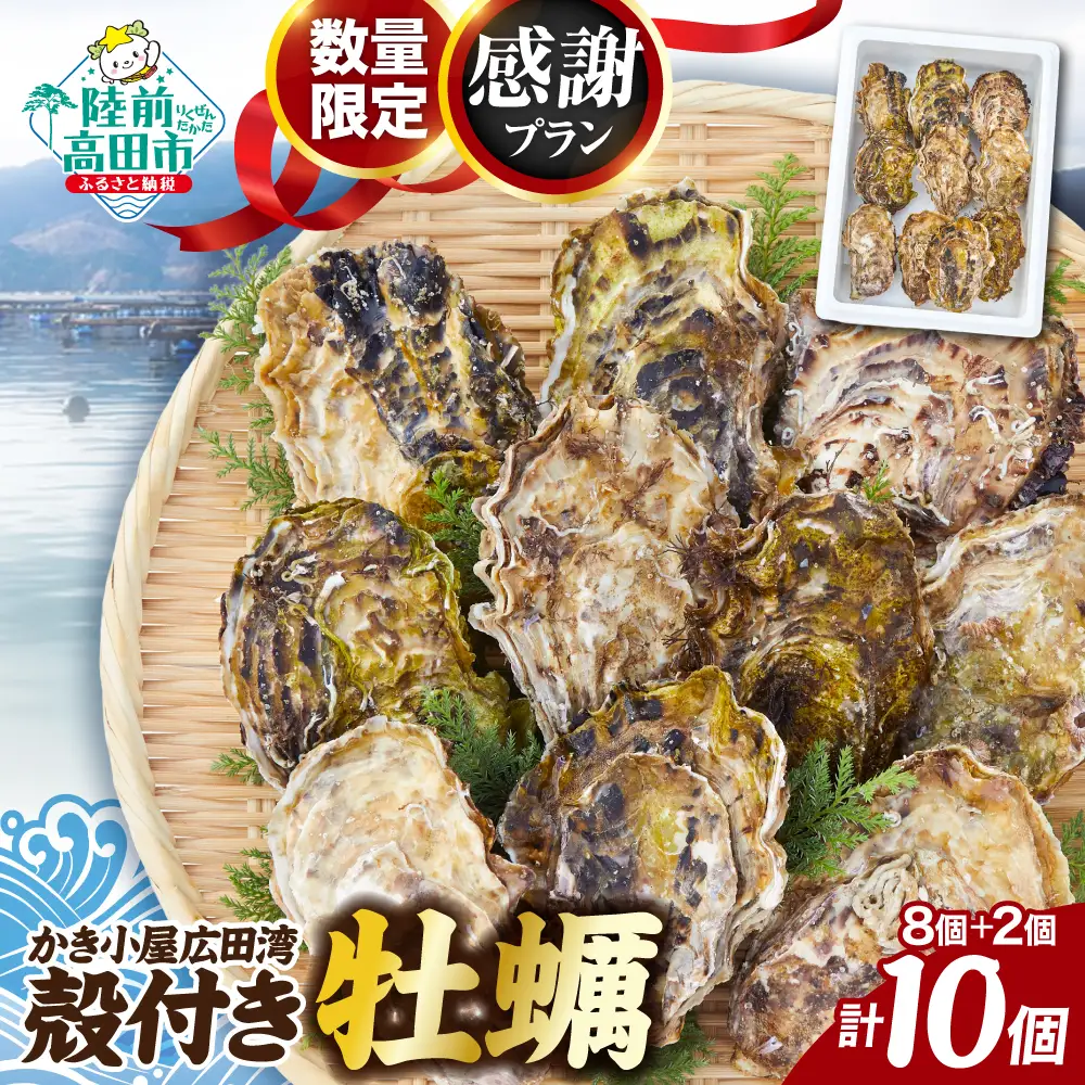 【感謝プラン】 殻付き生牡蠣10個 生食用 三陸産 牡蠣