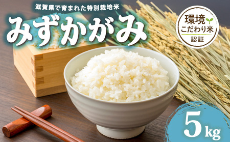 【 令和7年産 5kg 】 みずかがみ 米 白米 2025年産 ミズカガミ 国産 滋賀県 日野町 農家直送 お米 精米 おこめ こめ 産地直送 ふるさと納税