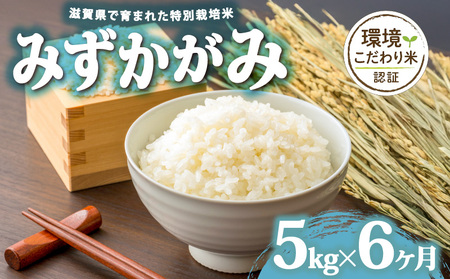 【 令和7年産 5kg 定期便 6ヶ月 】 みずかがみ 米 白米 2025年産 ミズカガミ 国産 滋賀県 日野町 農家直送 お米 精米 おこめ こめ 産地直送 ふるさと納税