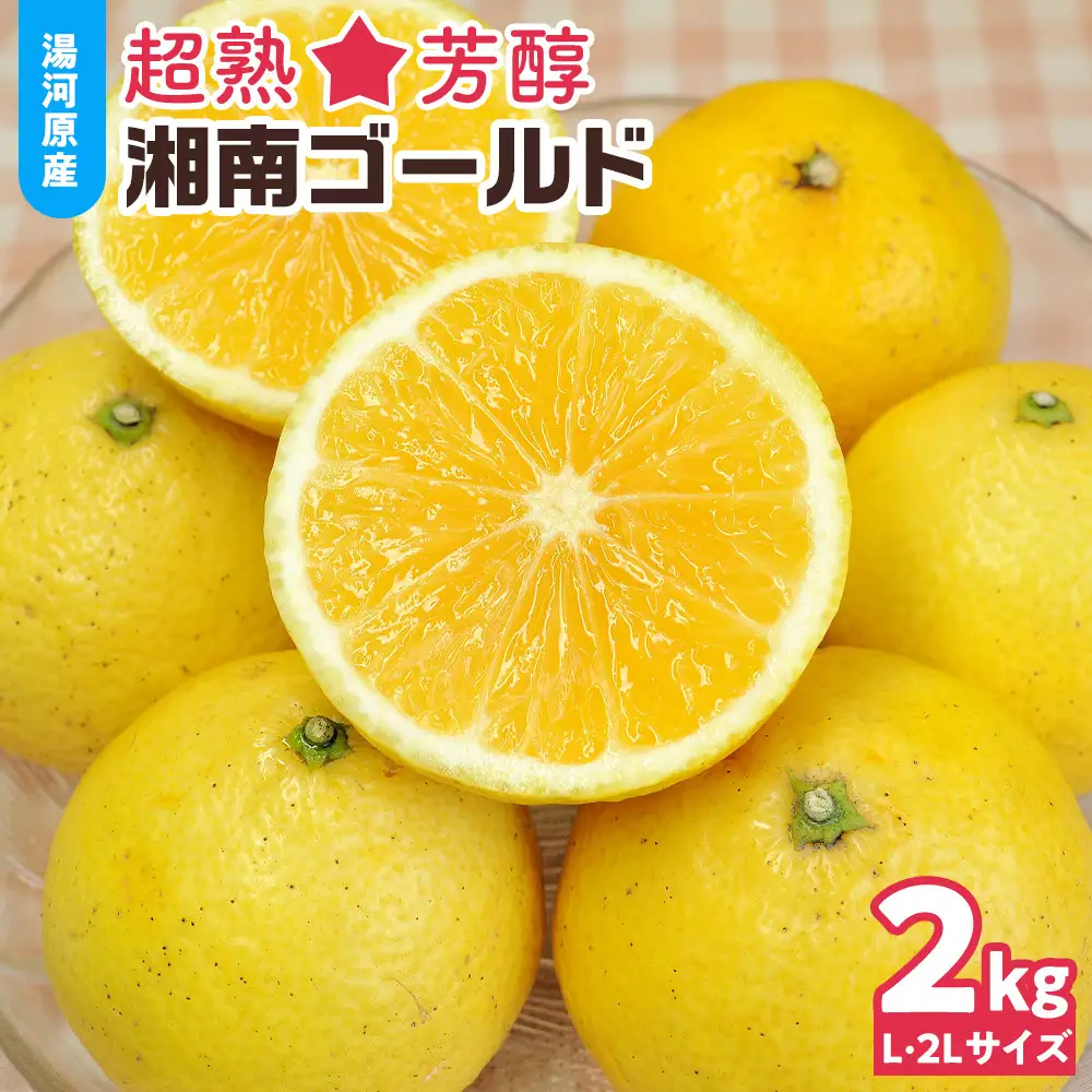【希少フルーツ】超熟☆芳醇・湘南ゴールド(L・2Lサイズ)2kg　2027年3月下旬頃～4月上旬頃発送予定 | 湯河原町 中玉 Lサイズ 2Lサイズ 2kg 長期熟成 種なし 地域特産品