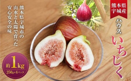 ハウスイチジク 約1kg （約250g×4パック）【2026年6月上旬発送開始】 果物 フルーツ いちじく イチジク 旬 旬の果物 旬のフルーツ 熊本県 合同会社宝ファーム