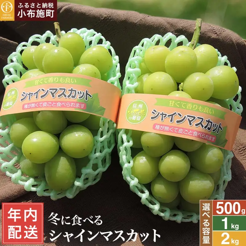 【年内配送】冬に食べるシャインマスカット 約1kg 2房 ［ おぶせファーマーズ ］ 年内発送 ぶどう フルーツ 果物 くだもの 長野県 産地直送 送料無料 令和8年産 【2026年11月中旬～12月下旬配送】[F-545]