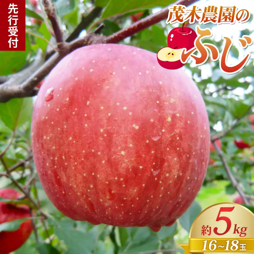 《先行受付》茂木農園のりんご ふじ 約5kg 16～18玉