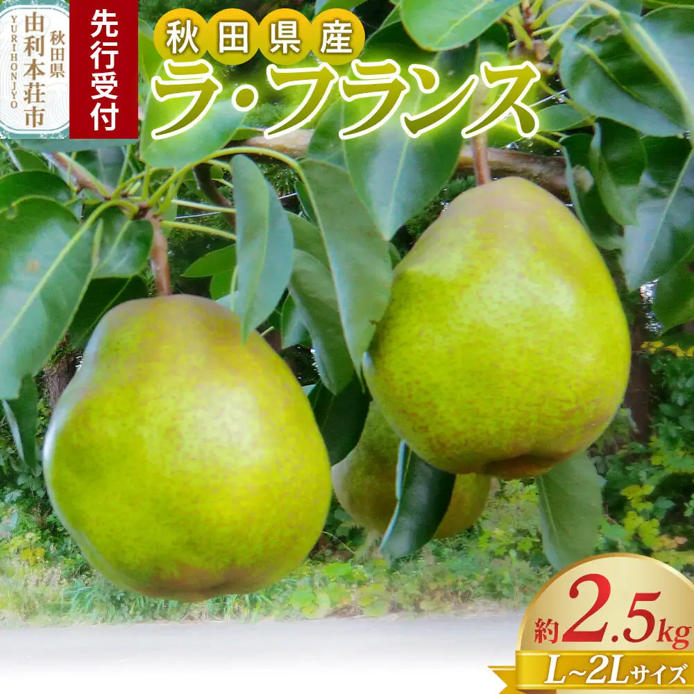 《先行受付》茂木農園 秋田県産 ラ･フランス 約2.5kg L～2Lサイズ