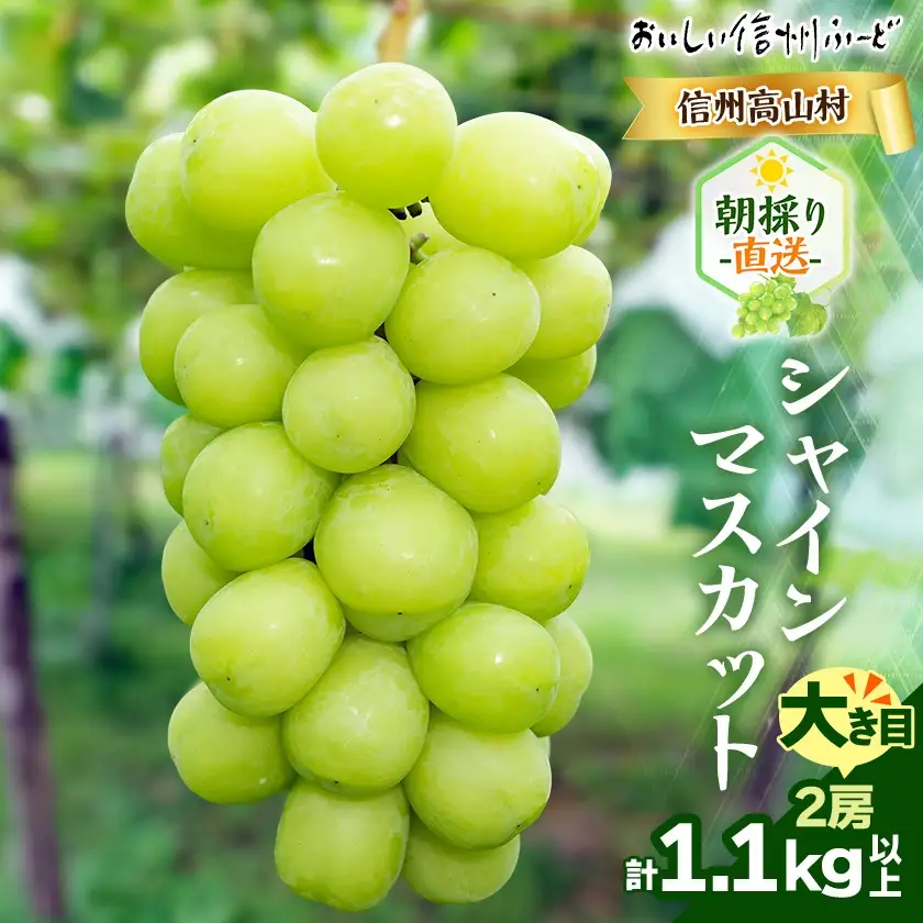 『2026年発送 先行受付』信州高山村【新鮮朝採り】シャインマスカット 2房1.1kg以上!【配送不可地域：離島】【1625531】