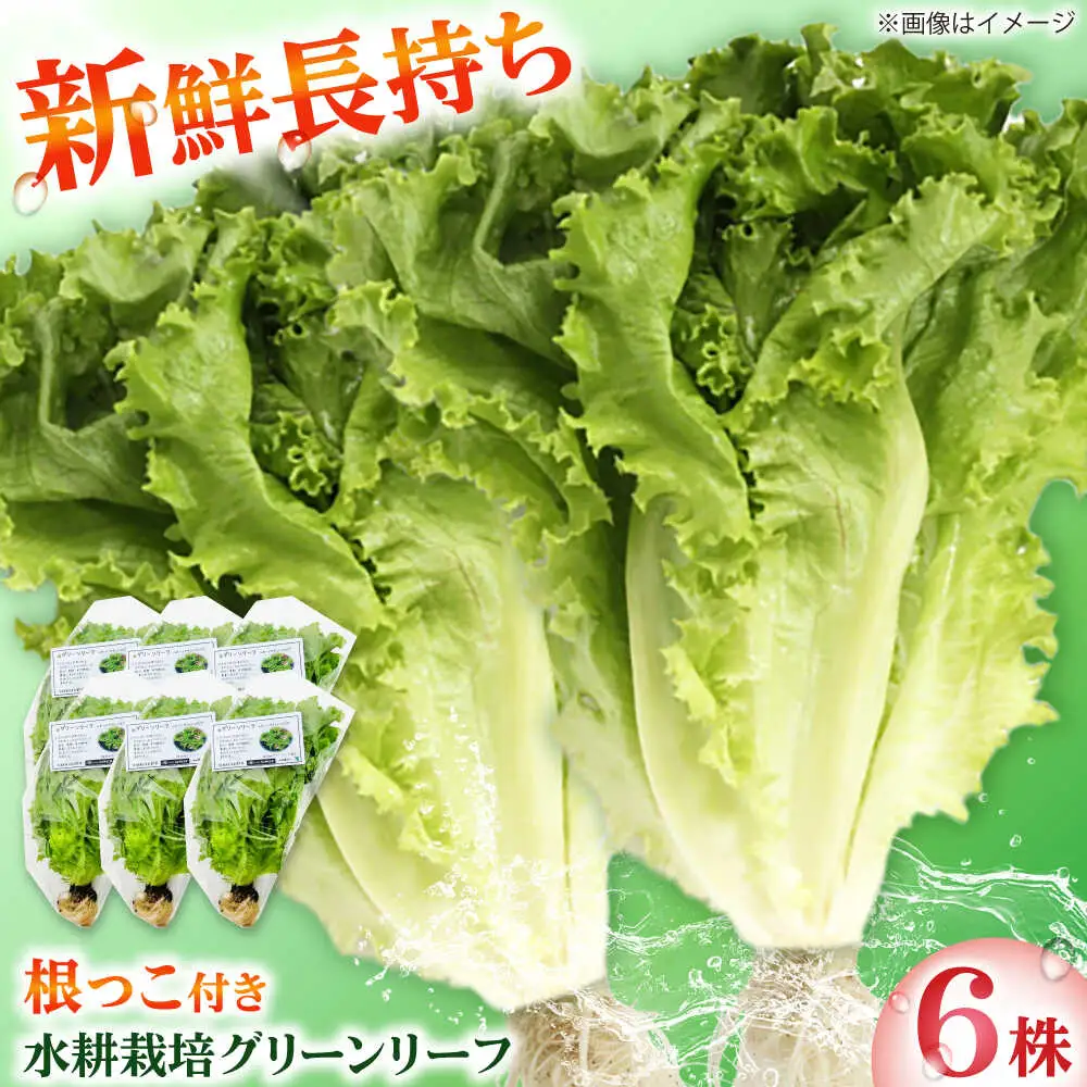 水耕栽培野菜 グリーンリーフ 6株[BGBT002]