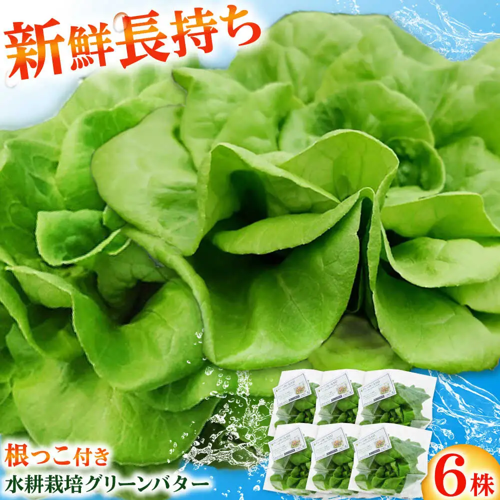 水耕栽培野菜 グリーンバター 6株 [BGBT003]