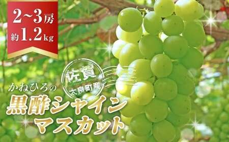 かねひろの「黒酢シャインマスカット」2～3房（約1.2kg） 【2026年9月上旬～9月下旬発送予定】 フルーツ 果物 くだもの ぶどう ブドウ 葡萄 シャイン シャインマスカット 新鮮 マスカット 黒酢シャインマスカット 国産 佐賀県産 こだわり 贈答品 産地直送 大粒 中粒 小粒 詰め合わせ セット 高級 黒酢アミノ酸栽培 ハウス栽培 佐賀県 太良町 NB12×1