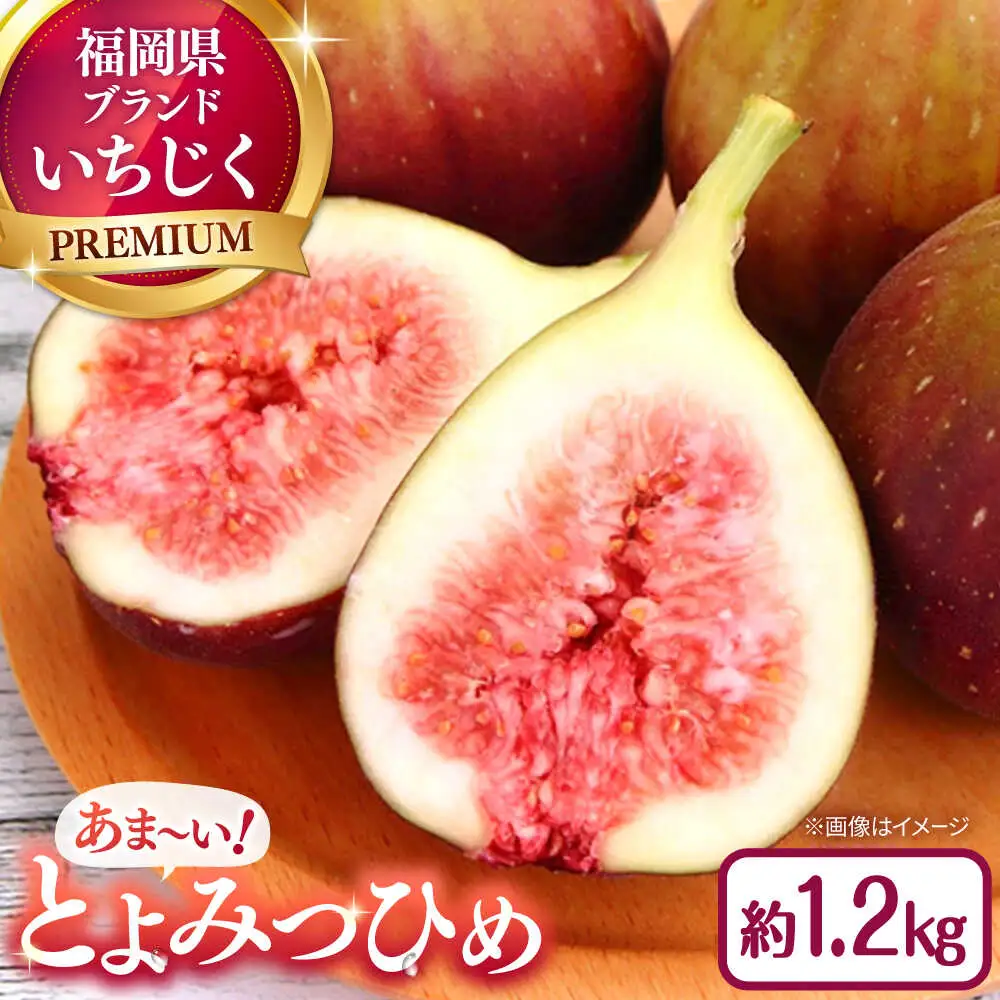 福岡県オリジナル品種　高糖度プレミアムいちじく　とよみつひめ約1.2kg／2026年9月-10月頃より発送予定 桂川町/一般社団法人地域商社ふるさぽ[ADCF015]