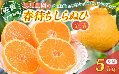 L92x2 辰見農園の春待ち「しらぬひ」小玉 5kg 【2027年2月下旬～4月下旬発送予定】