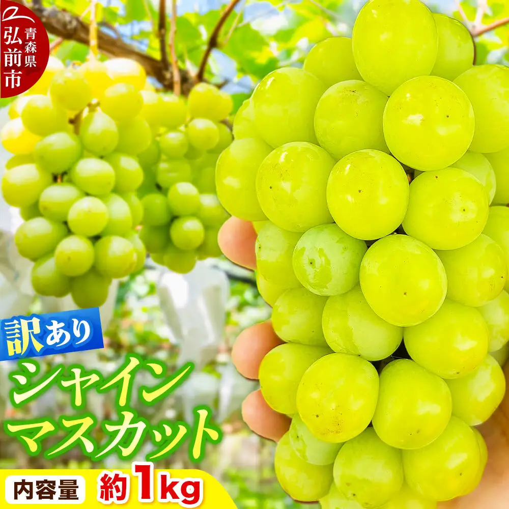 【26年10月～クール便発送】【先行受付】ぶどう【訳あり】シャインマスカット 約1kg 青森県弘前市
