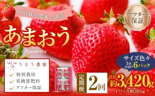 【2回定期便】 うるう農園のあまおう サイズ色々6パック （計約1710g） 【2027年3月上旬～4月下旬発送予定】 あまおう いちご 苺 果物 フルーツ 定期便 冷蔵 福岡県 太宰府