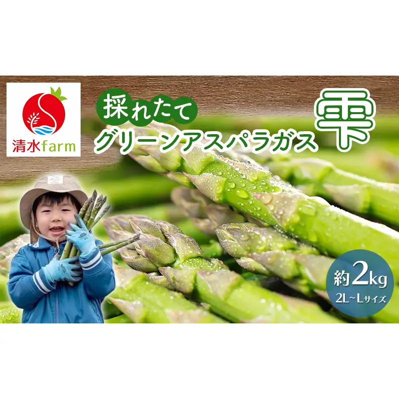 【2027年4月～発送】富良野産 採れたて直送! グリーンアスパラ 「雫」2L～Lサイズ【約2kg】 (清水farm) アスパラ アスパラガス 野菜 新鮮 季節限定 北海道 富良野 ふらの