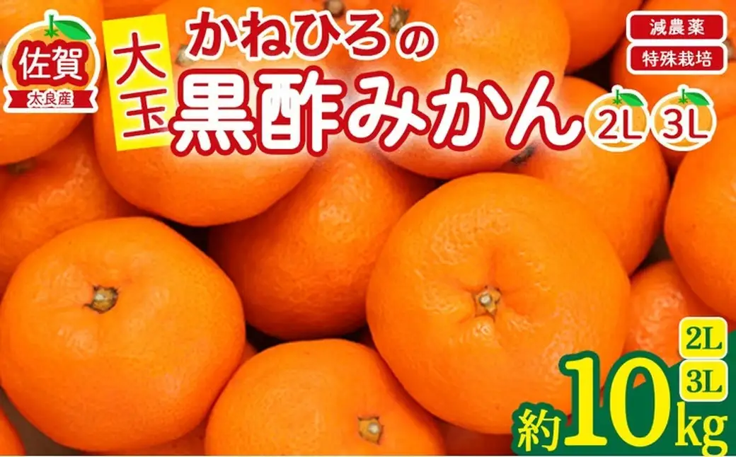 かねひろの黒酢みかん たっぷり 大玉 10kg （2L～3Lサイズ） 【7営業日以内発送】【2026年10月下旬から2027年1月下旬まで発送予定】 みかん ミカン 黒酢みかん 温州みかん 極早生種 早生種 中生種 晩生種 蜜柑 フルーツ 果物 くだもの 柑橘 常温 国産 佐賀県産 佐賀県 太良町 常温