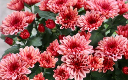 菊 寄せカゴ キク 花 生花 植物 岐阜市 / フローラシマベ[ANIT002]