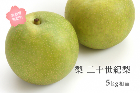 二十世紀梨（5kg箱）2026年8月下旬～9月上旬出荷予定＜数量限定＞