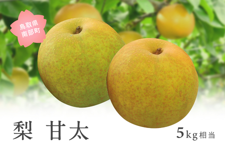 甘太［梨］（5kg箱）2026年9月下旬出荷予定＜数量限定＞