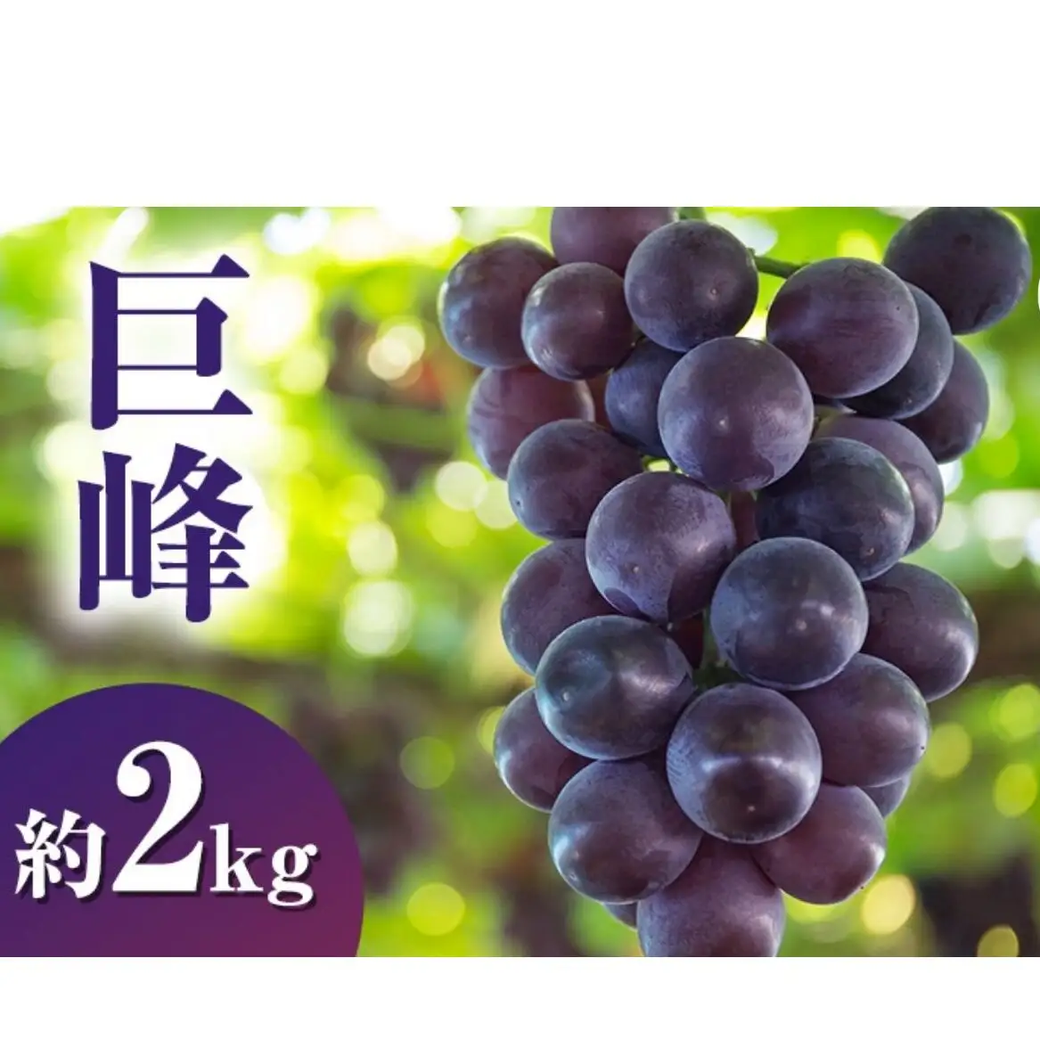ぶどう 巨峰 2kg 長野県産 ぶどう