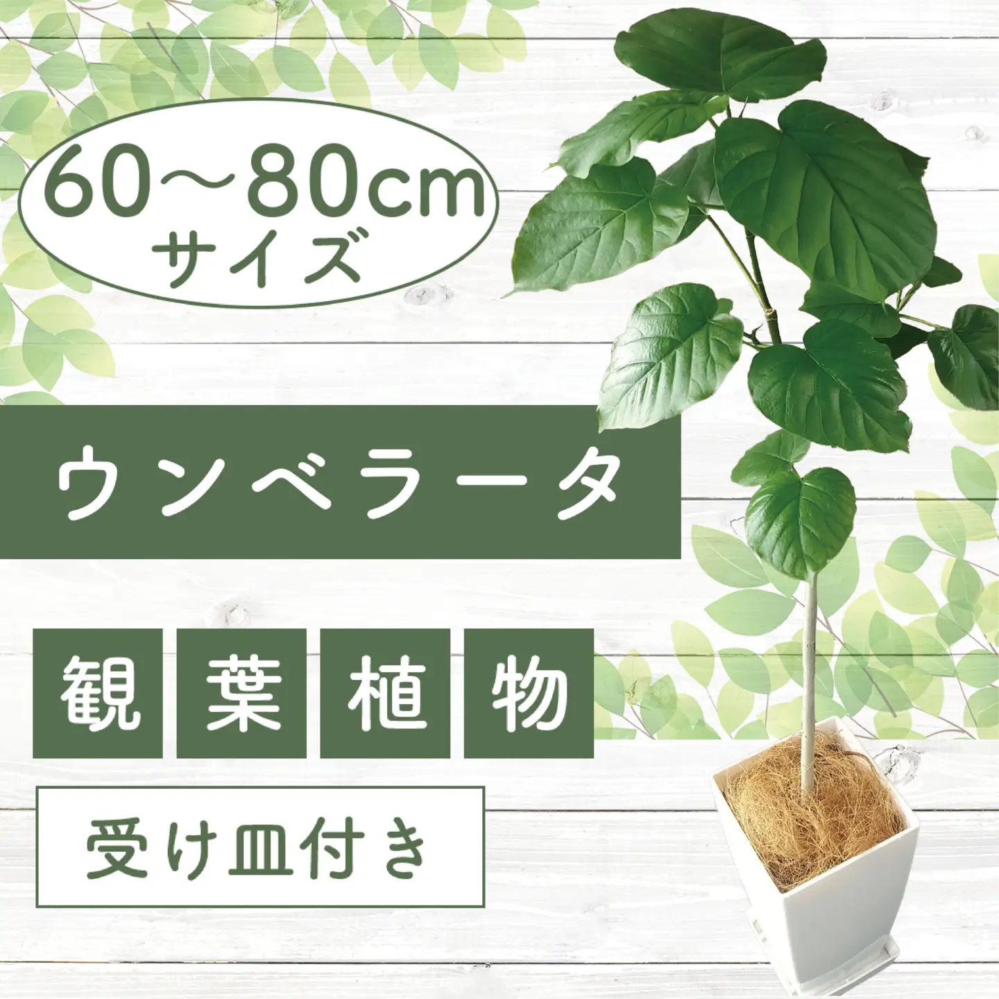 観葉植物 ウンベラータ60cm～80cm Green Base IB003-040 観葉植物 観葉植物