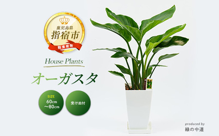 観葉植物 オーガスタ 60cm～80cm 緑の中道 IB067-003 観葉植物 観葉植物