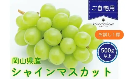 【2026年先行予約】 ここちとふぁーむ 【ご自宅用】 岡山県産 シャインマスカット お試し1房 500g以上 マスカット 【koko014-01】