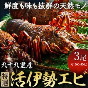 【 先行予約 2026年度発送 】 特選活伊勢エビ 3尾 （500～550g） 伊勢エビ