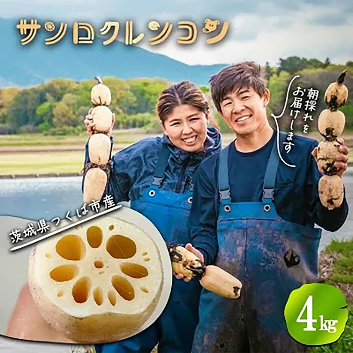 れんこん 朝採れ 4kg れんこん
