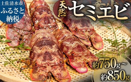 11月以降発送 幻の天然セミエビ 約750g～850g（サイズおまかせ）※着日指定不可※漁師のごちそうをお届け！甲殻類 海老 海鮮BBQ えび エビ せみえび 冷蔵 配送 新鮮 美味しい 希少 高級食材 故郷納税【R01676】