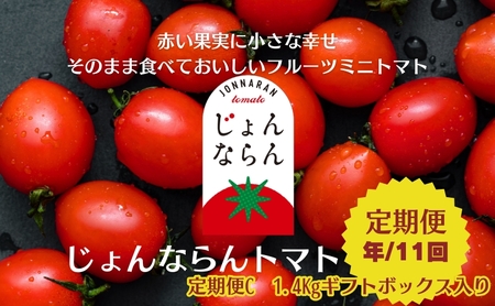 モリヒロ園芸が育てたじょんならんトマトの定期便C　ギフトボックス入り（年間11回） 野菜 ミニトマト 甘い フルーツ サラダ 