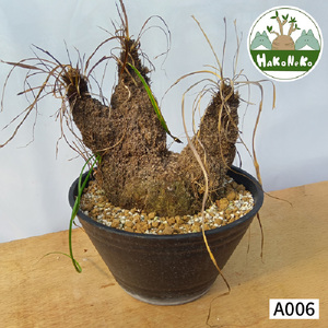 キセロフィタ トリコフィラ (発根管理済) A006｜観葉植物 コーデックス [0687]