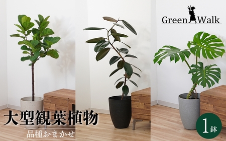 【グレー】大型観葉植物 ≪1鉢≫ 鉢カバー付き 観葉植物
