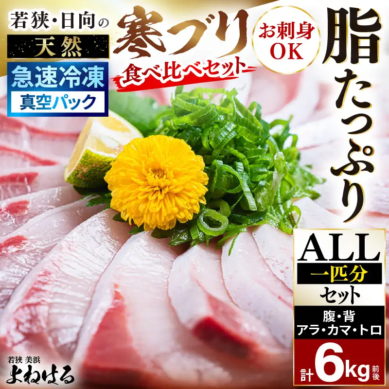 【先行予約】若狭・日向の天然寒ブリ 脂たっぷり 部位ごと食べ比べ  ALL1本分セット (腹＋背＋トロ+アラ+カマ 計6kg前後) 【2026年12月下旬以降順次発送】寒ぶり [m17-m002]